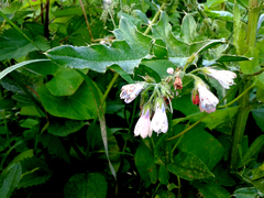 Symphytum × uplandicum