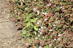 Ochlodes agricola