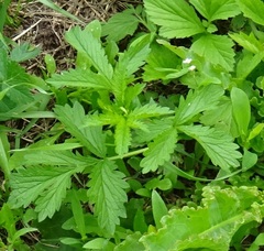 Potentilla norvegica
