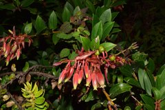 Cavendishia bracteata