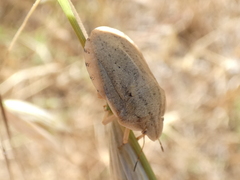 Eurygaster austriaca