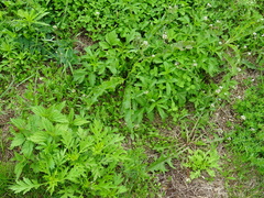 Potentilla norvegica