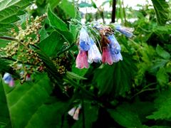 Symphytum × uplandicum