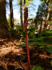 Corallorhiza maculata