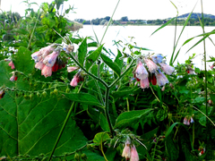 Symphytum × uplandicum