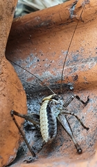 Antaxius spinibrachius