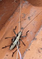 Antaxius spinibrachius