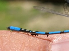 Arrenurus