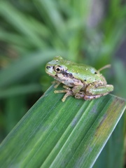 Hyla japonica