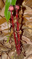 Monotropa