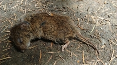 Microtus canicaudus