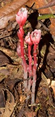 Monotropa