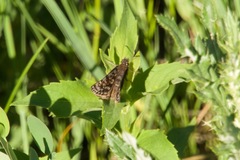 Erynnis martialis