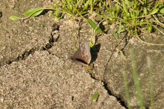 Erynnis persius