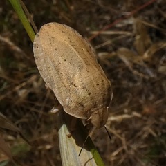 Eurygaster austriaca