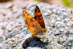Phyciodes pallida