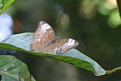 Tanaecia pelea