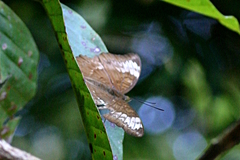 Tanaecia pelea