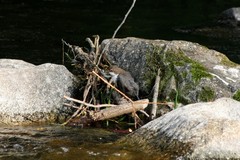 Cinclus cinclus