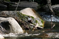 Cinclus cinclus