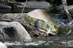 Cinclus cinclus