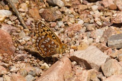 Speyeria coronis halcyone
