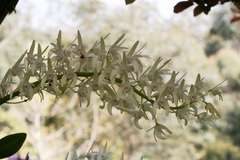 Dendrobium speciosum speciosum