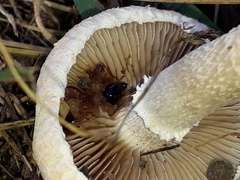 Oxyporus rufus