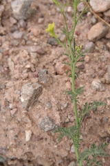Descurainia pinnata glabra
