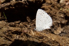 Celastrina humulus