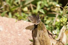 Erynnis icelus