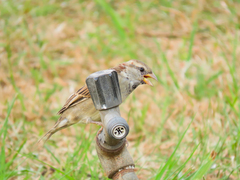 Passer domesticus
