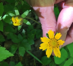 Coreopsis auriculata