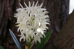 Dendrobium speciosum speciosum