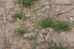 Descurainia pinnata glabra