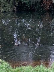 Speculanas specularis