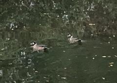 Speculanas specularis