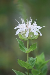 Monarda lindheimeri