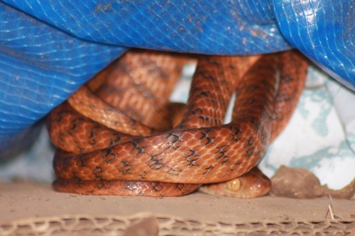 Brown Tree Snake sighting