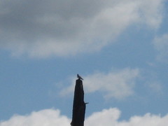 Falco sparverius