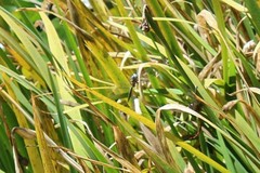 Rhionaeschna californica