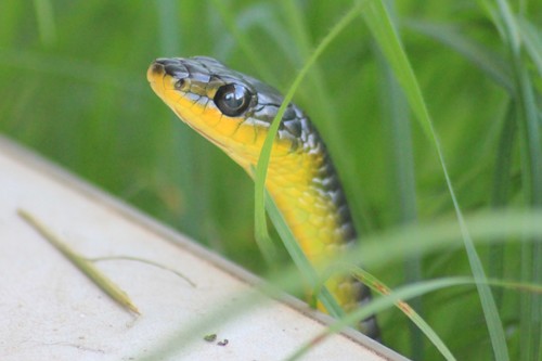 Common Tree Snake sighting