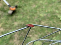 Lycus sanguinipennis