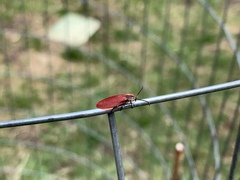 Lycus sanguinipennis