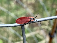 Lycus sanguinipennis