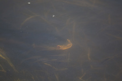 Channa aurolineata