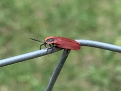 Lycus sanguinipennis