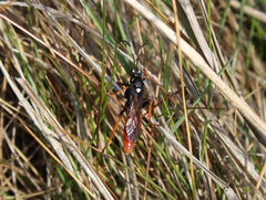 Amblyjoppa fuscipennis