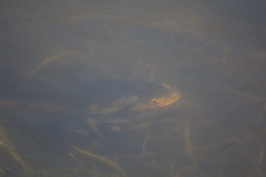 Channa aurolineata