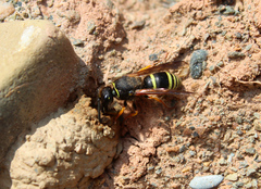 Ancistrocerus oviventris